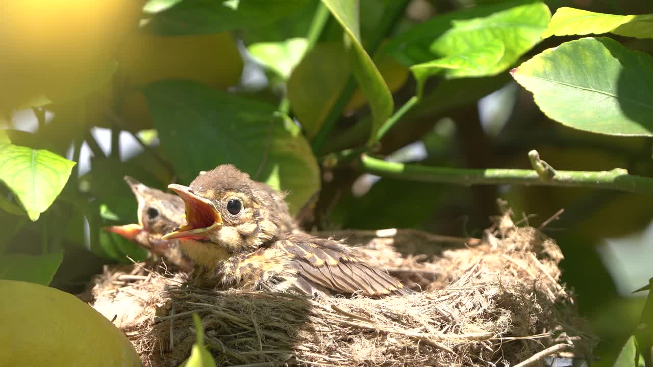 画眉鸟在巢里喂小鸡视频素材
