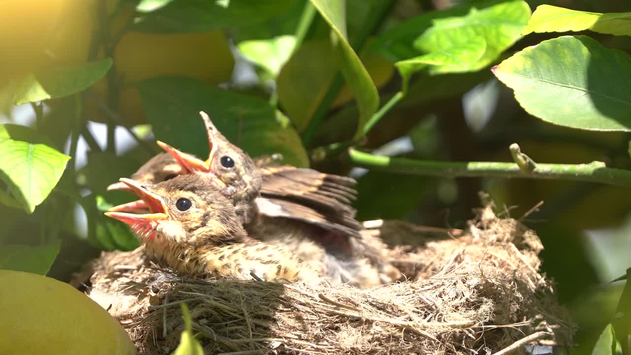画眉鸟在巢里喂小鸡视频素材