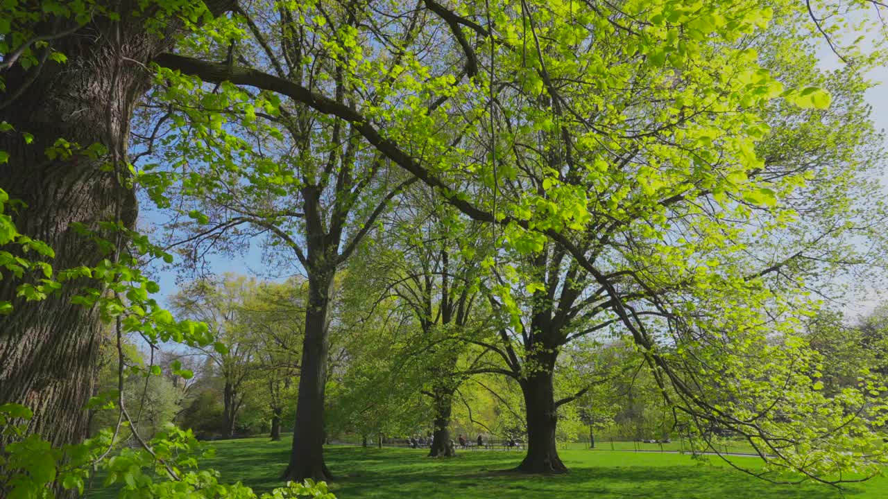 早春时节，中央公园草坪上的树上长着新鲜的绿叶视频下载