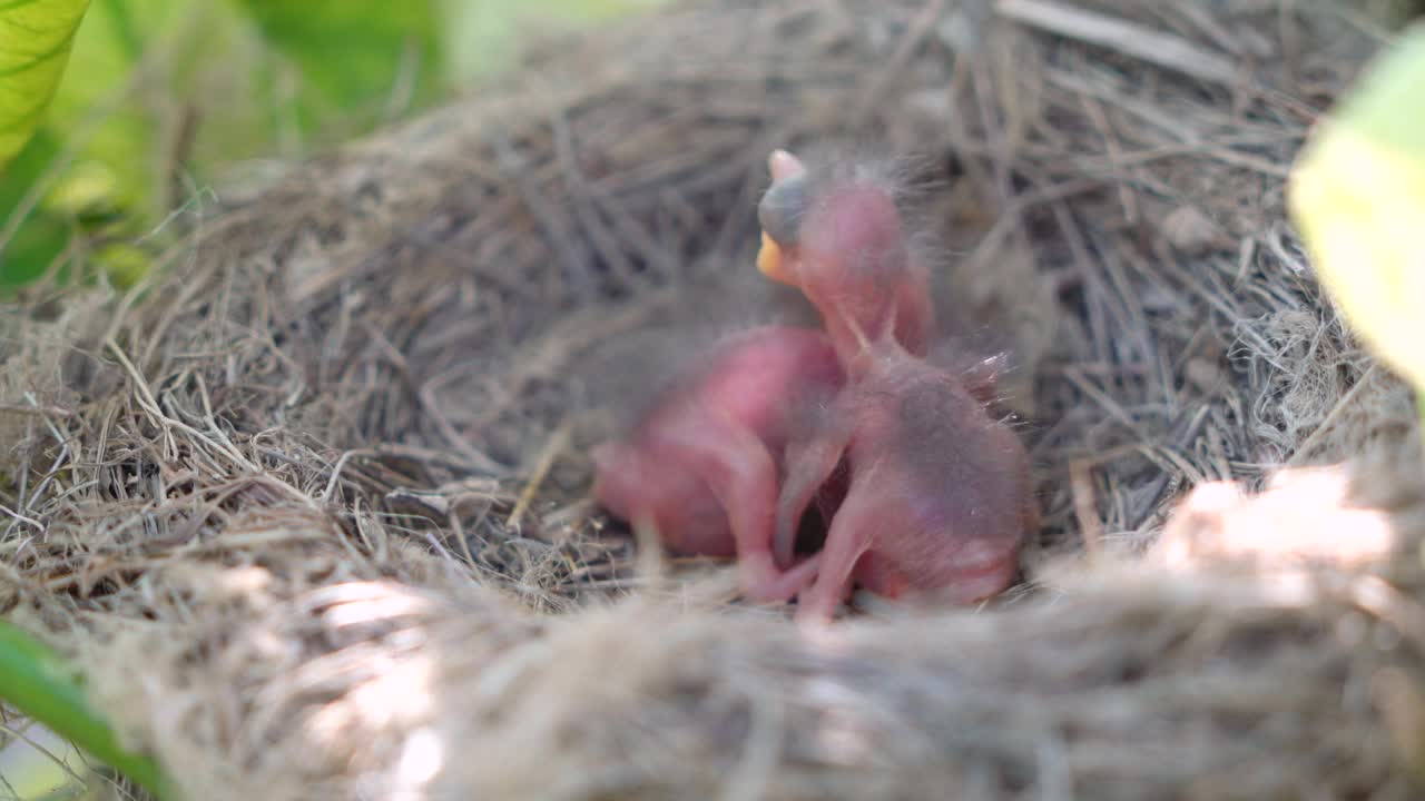 两只刚出生的鸟(黑鸟或美洲知更鸟)在一个鸟巢里。婴儿仍然是盲目的，没有羽毛。它们才出生几个小时。视频素材
