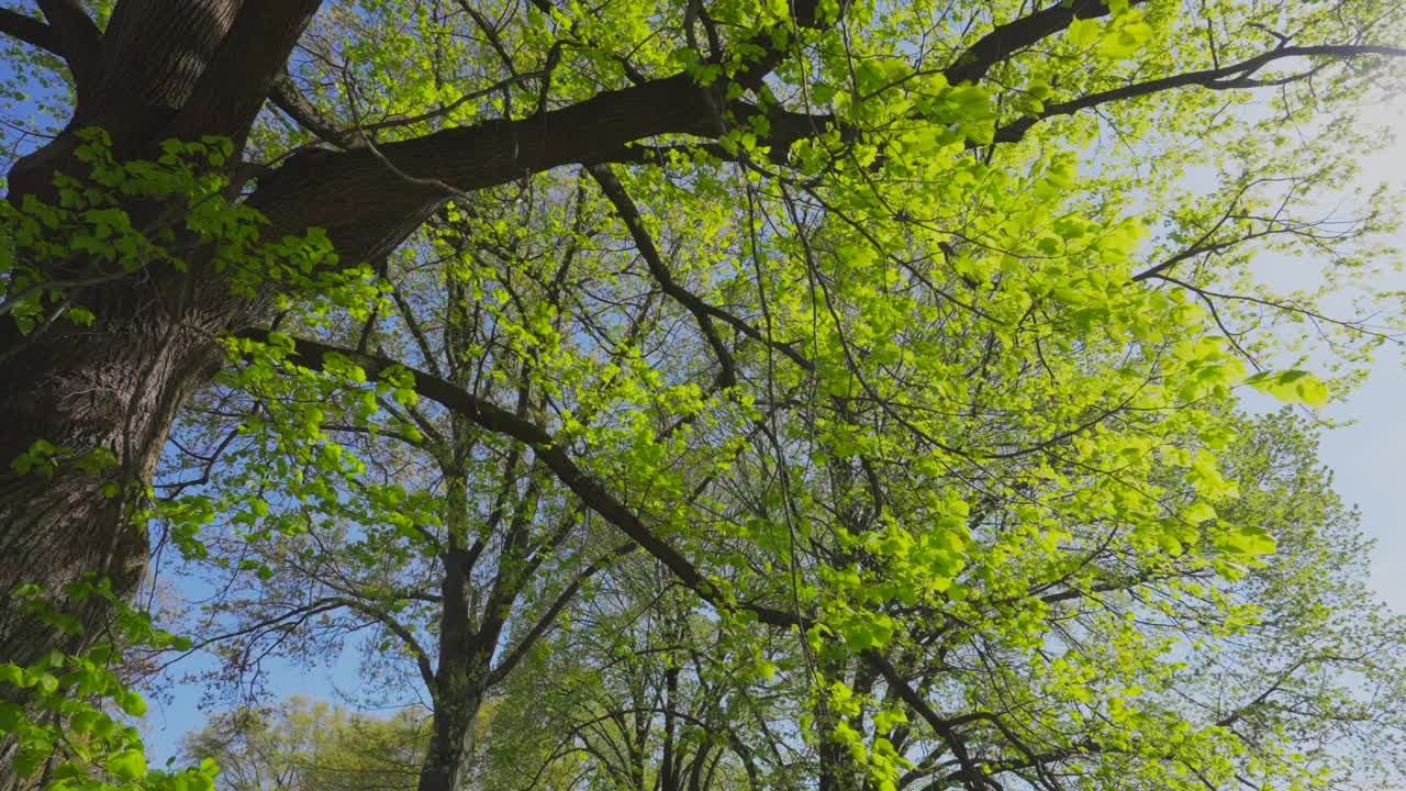 早春时节，中央公园草坪上的树上长着新鲜的绿叶视频下载