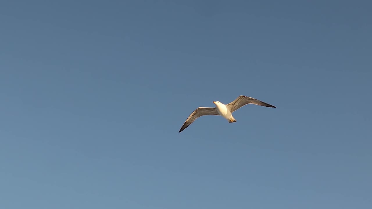 普通的海鸥，在蓝天上飞翔的鸟。海鸟之声(Larus canus)。在土耳其博斯普鲁斯海自然栖息地的海鸥。海鸥展开它宽大的翅膀。涉禽，观鸟。视频下载