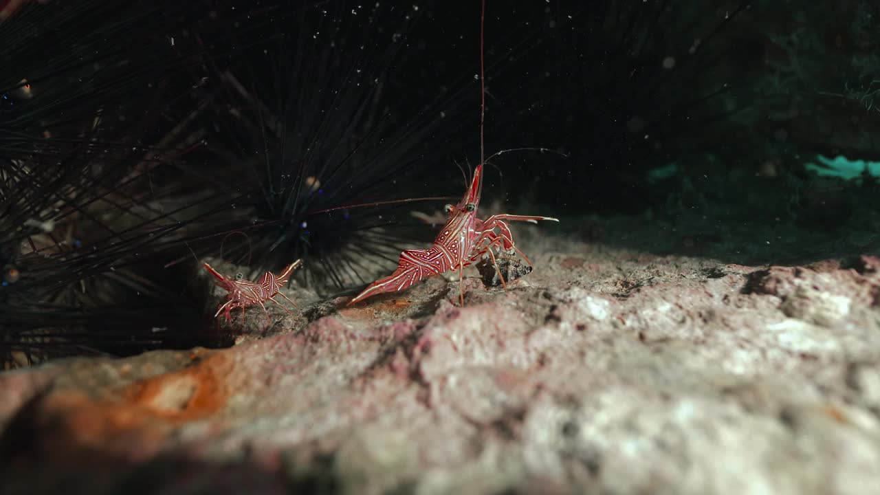 在黑暗的海水中，两只带条纹的清洁虾趴在石头上。视频下载