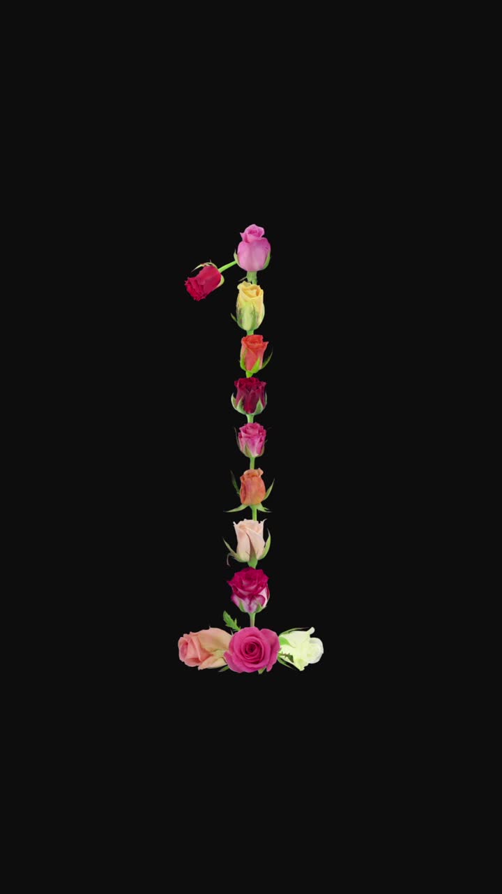 蒙太奇打开彩虹玫瑰在1号形状与ALPHA通道视频素材