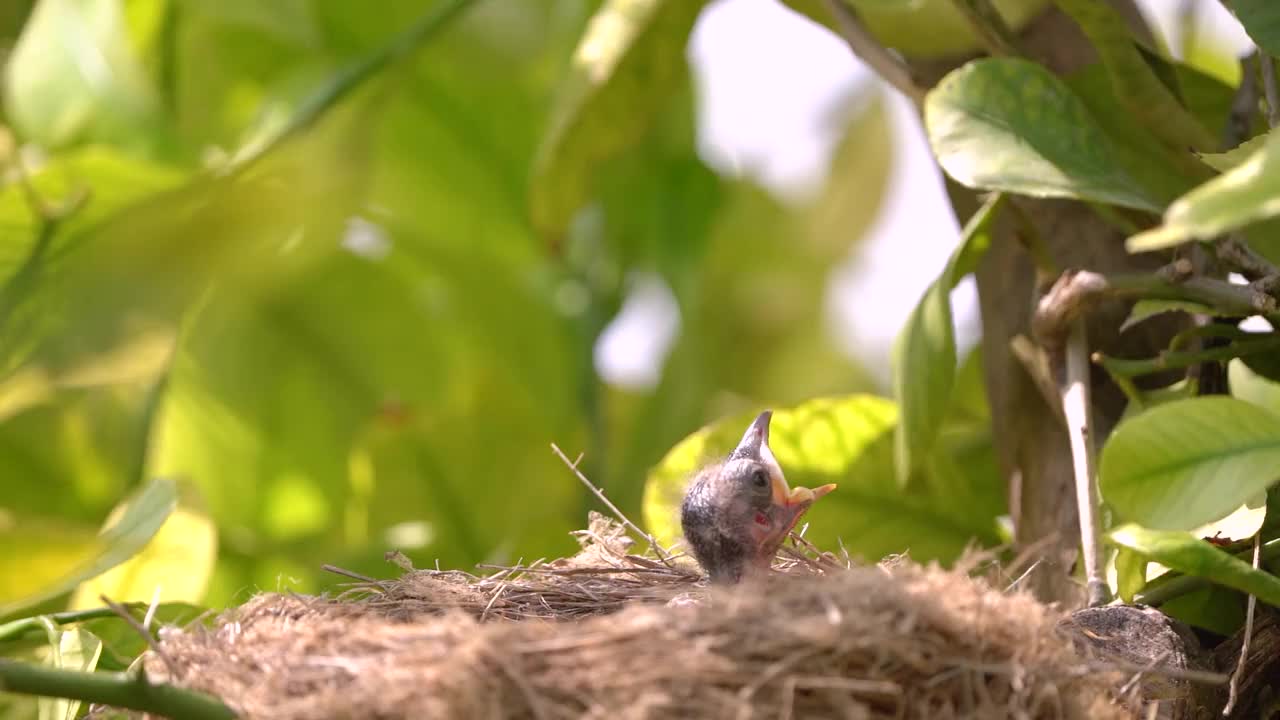 两只刚出生的鸟(黑鸟或美洲知更鸟)在一个鸟巢里。婴儿仍然是盲目的，没有羽毛。它们才出生几个小时。视频素材