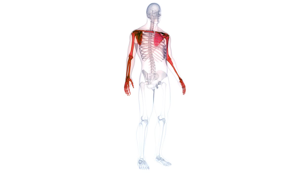 人体骨骼系统上肢骨骼关节解剖动画概念视频下载