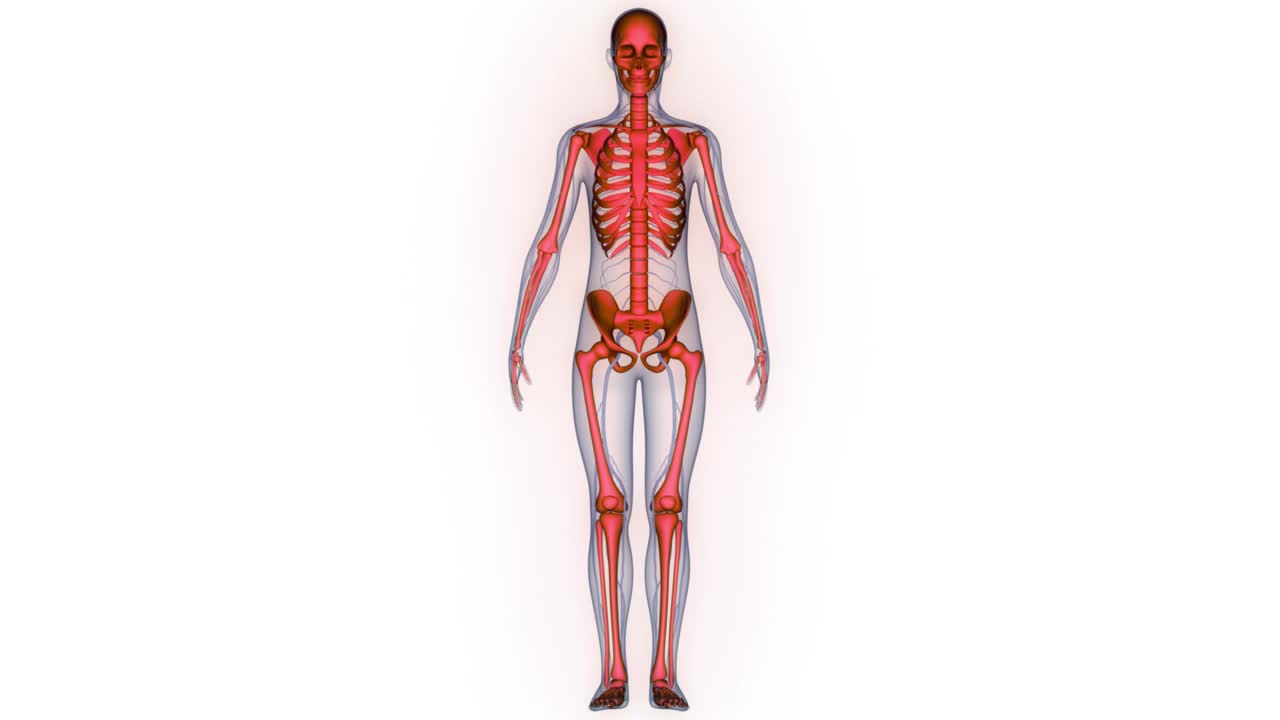 人体骨骼系统骨骼关节解剖动画概念视频下载