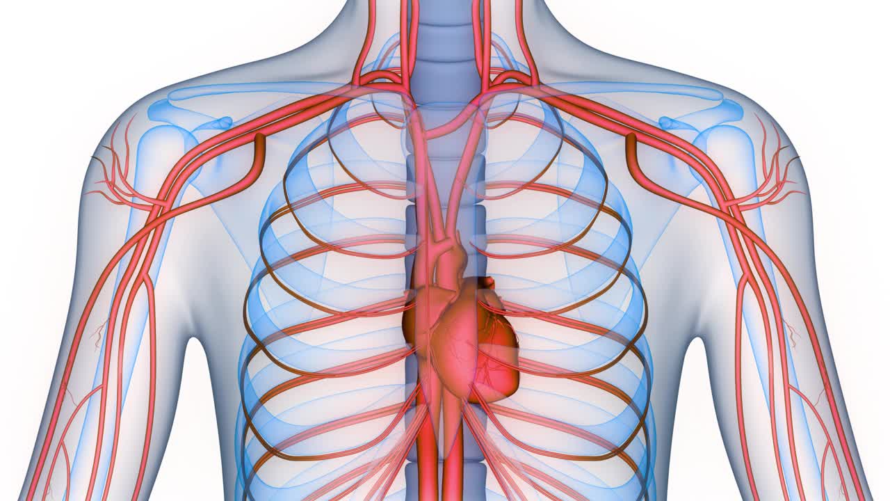 人体循环系统心脏解剖动画概念视频下载