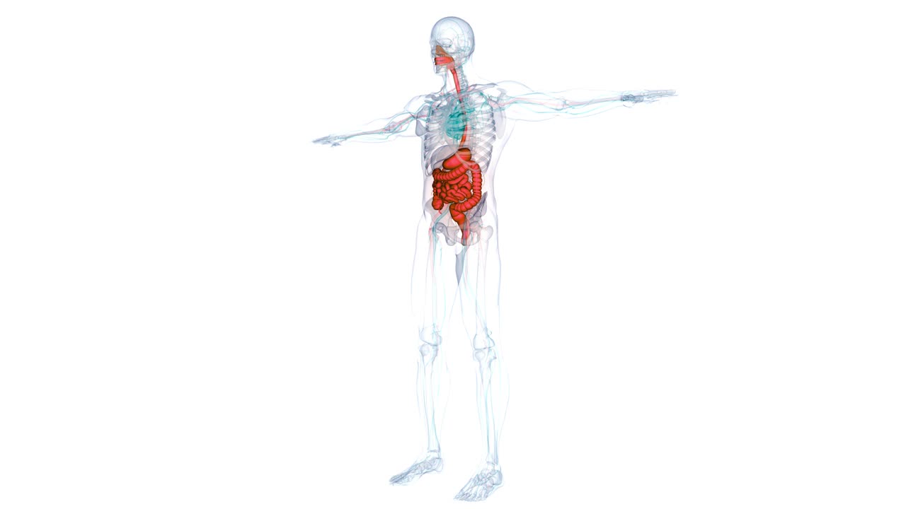 人体消化系统解剖动画概念视频下载