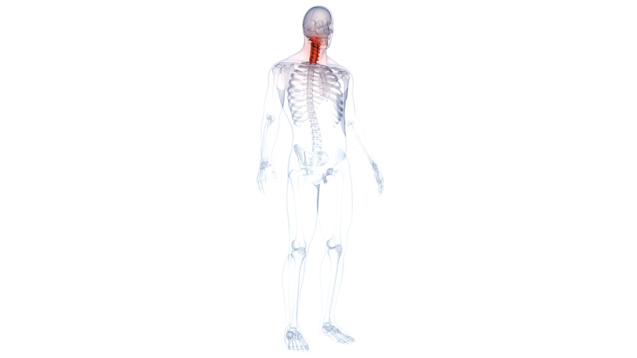 脊髓、脊柱、颈椎人体骨骼系统解剖动画概念视频下载