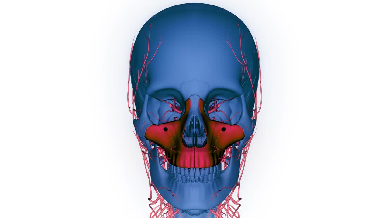 人类骨骼系统上颌骨关节解剖动画概念视频下载