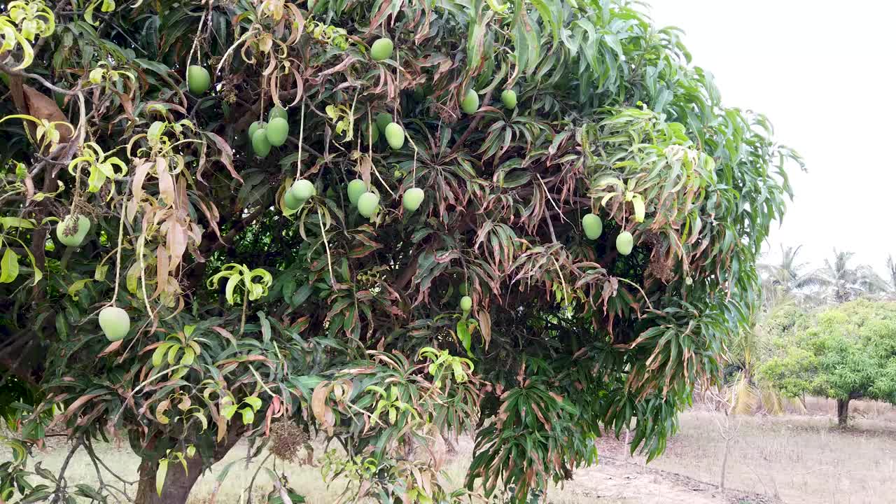 一棵挂着果实的芒果树的全景图，印度各地的芒果树大多被用作制作玛莎拉泡菜的原料。视频下载