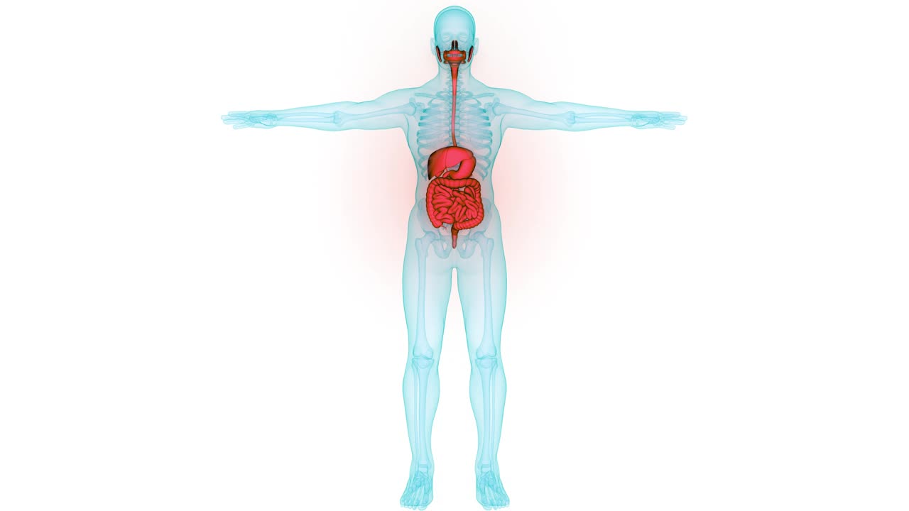人体消化系统解剖动画概念视频下载