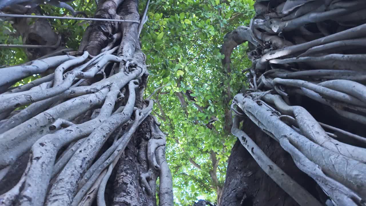 曼谷市中心一棵大榕树的根。视频下载