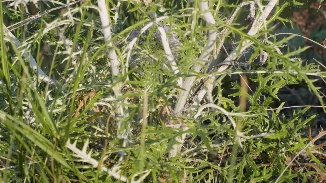 乌拉尔南部，盛开的南方环球蓟(Echinops ritro)在山区。视频下载