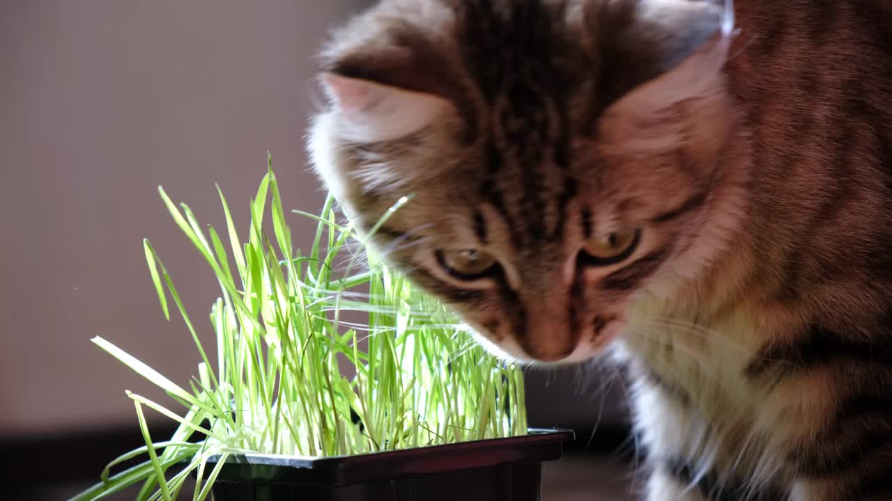 家猫在家里吃新鲜生长的绿草。发芽燕麦。动物食品补充剂，以支持治疗毛发团块。视频下载