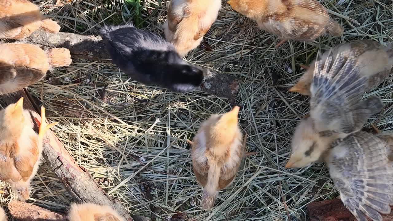 可爱的毛茸茸的小鸡在一个阳光明媚的夏日里散步视频下载
