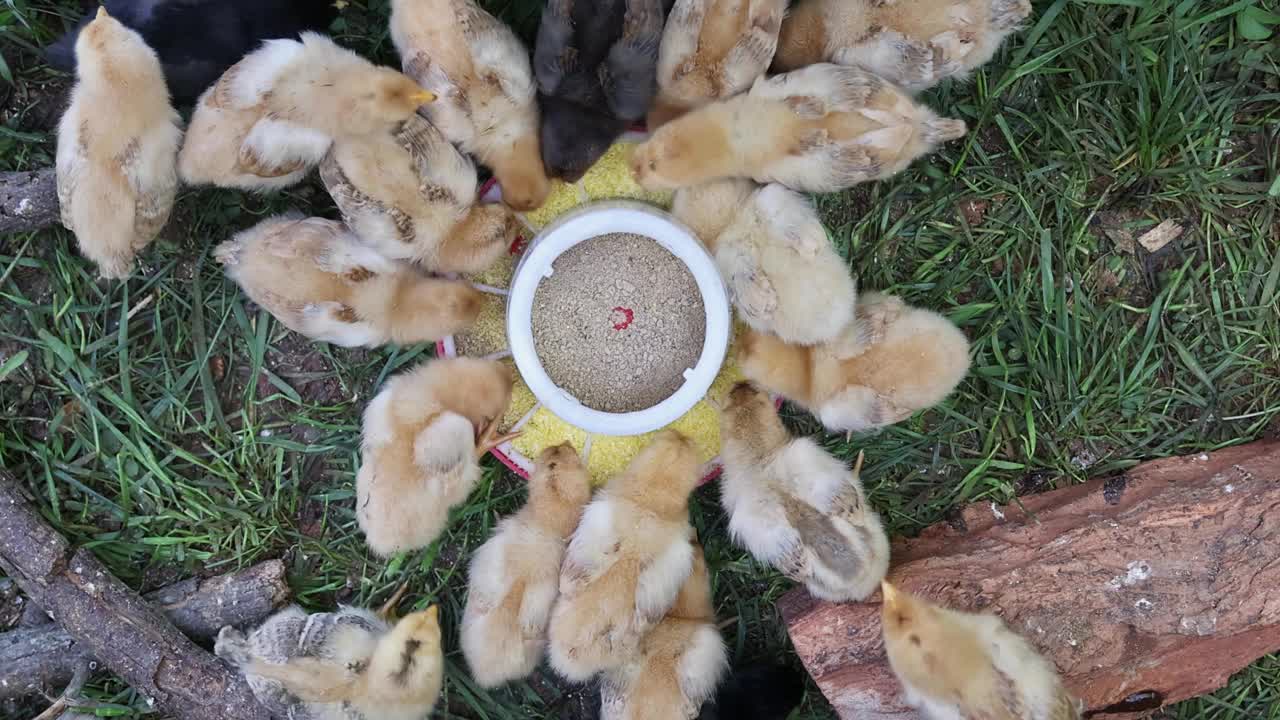 农舍里有几只可爱的小鸟在吃特制的喂食器。视频下载