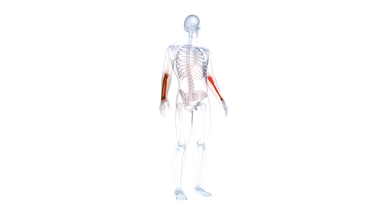 人体骨骼系统桡骨和尺骨关节解剖动画概念视频下载