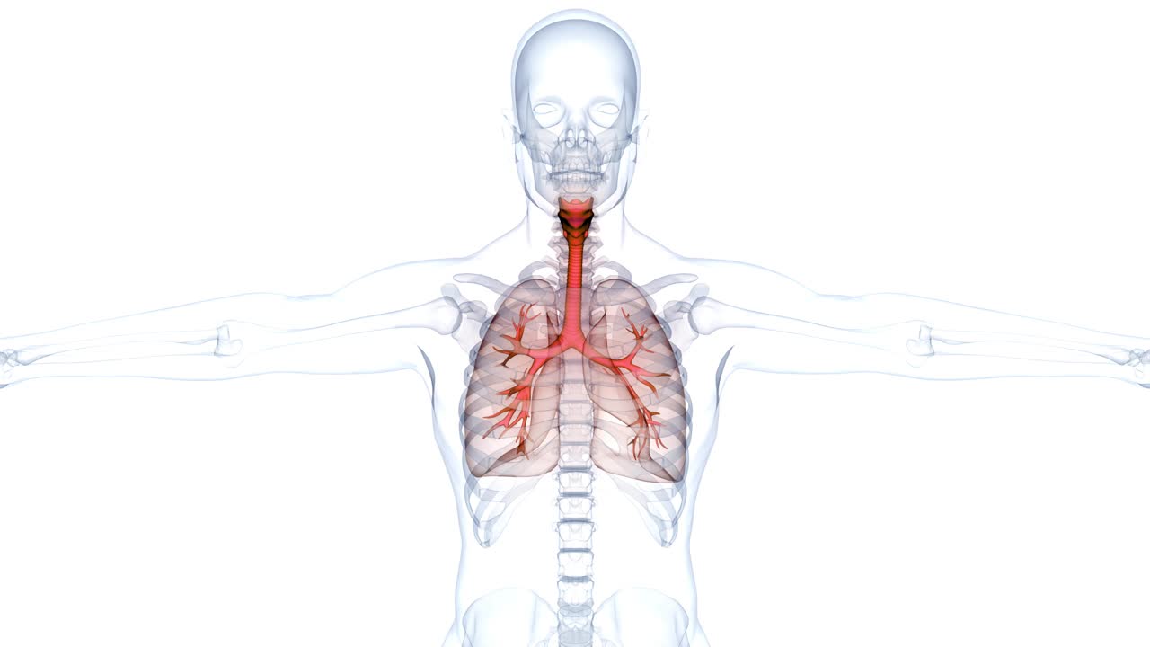 人体呼吸系统肺解剖动画概念视频下载
