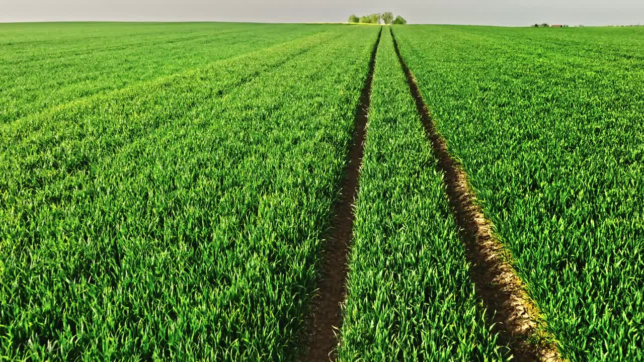 波兰春天绿色麦田的鸟瞰图。视频下载