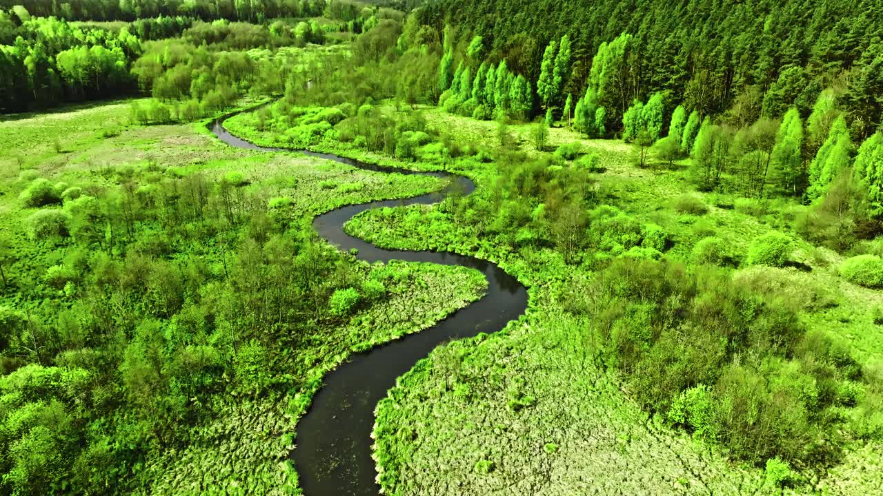 春天蜿蜒的河流和沼泽。波兰的野生动物。视频下载
