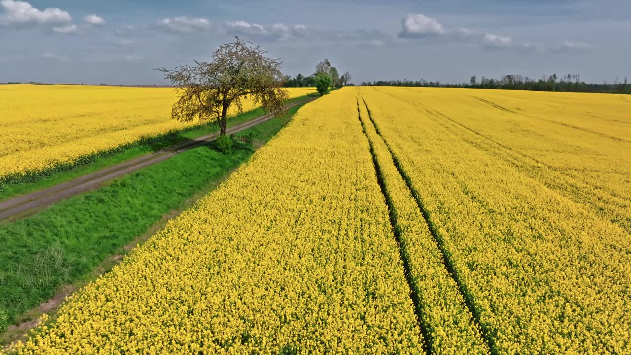 黄色的油菜花和乡间有树的小路视频下载