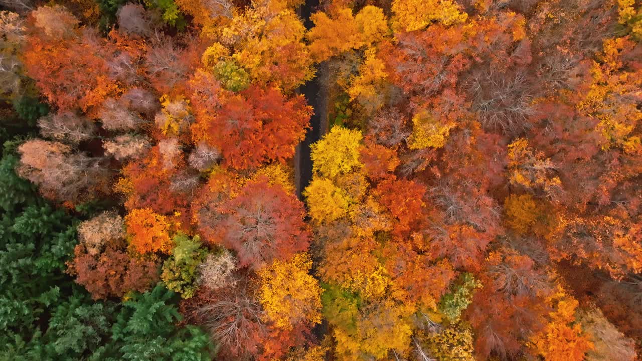 从无人机上看到的令人惊叹的秋天的森林景观。视频下载