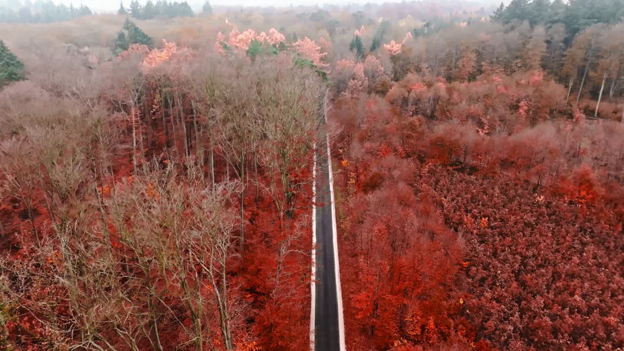 从上面俯瞰美丽的森林。视频下载
