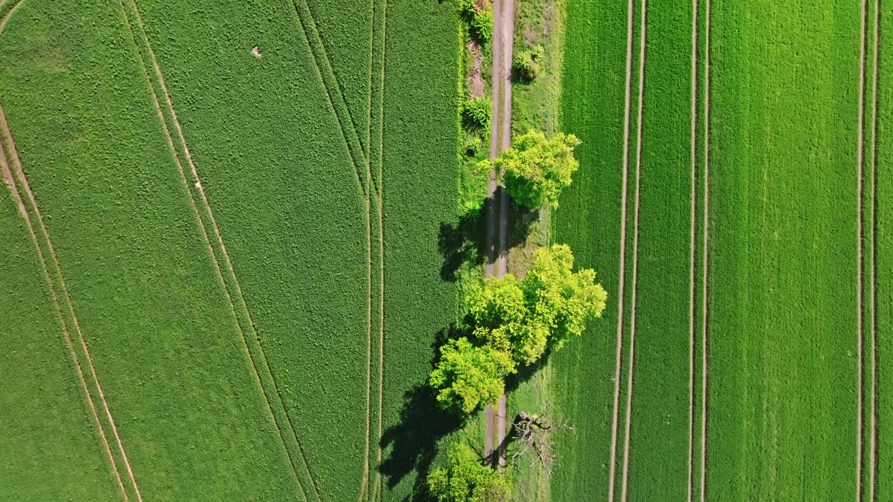 两片绿色的麦田，在春天被一条路隔开。视频下载