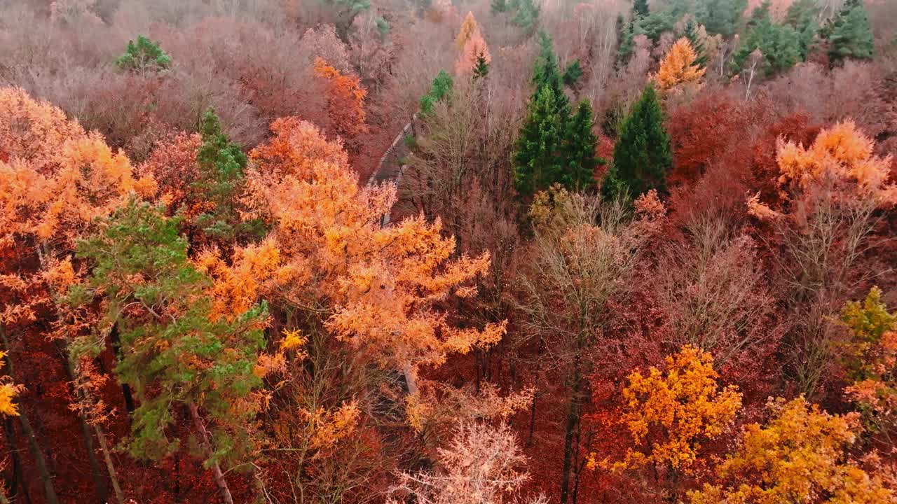 美丽的森林在秋天有不同颜色的树木。视频下载