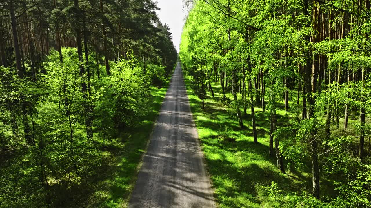波兰，春天日出时的绿色森林和乡间小路视频下载