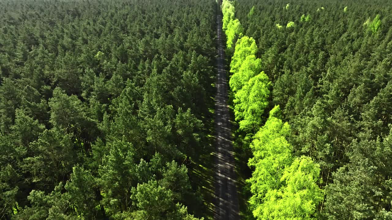 波兰春天的绿色森林和道路鸟瞰图。视频下载