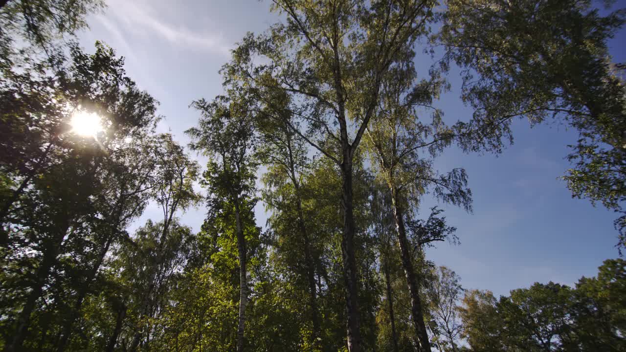 在夏日阳光的照耀下，高大的树木长着绿色的叶子视频下载