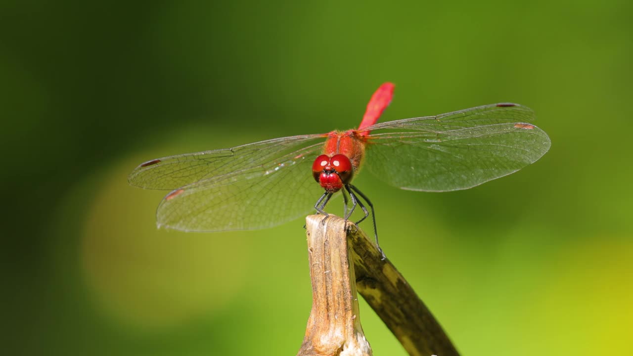 红蜻蜓(Crocothemis erythraea)是蜻蜓科的一种。它的常用名称包括宽猩红色，普通猩红色。视频下载
