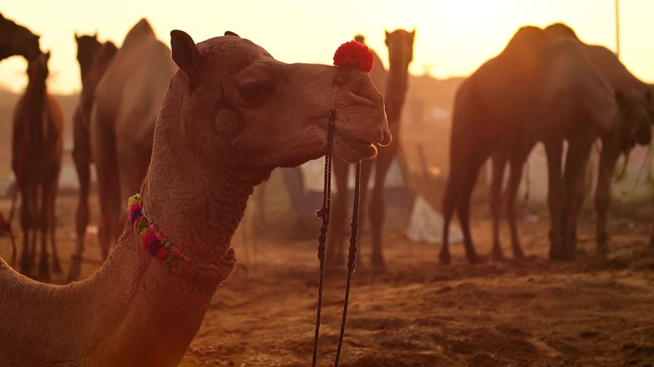 普什卡尔集市上的慢动作骆驼，也被称为普什卡尔骆驼集市或当地称为Kartik Mela，是在印度拉贾斯坦邦普什卡尔镇举行的为期数天的年度牲畜集市和文化活动。视频下载