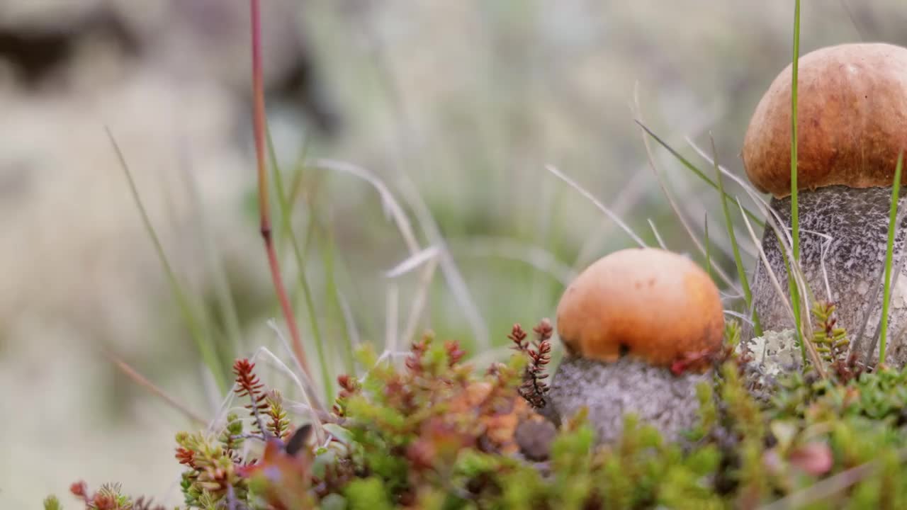 美丽的蘑菇在北极苔原苔藓。白蘑菇在美丽的大自然挪威的自然景观。蘑菇的季节。视频下载