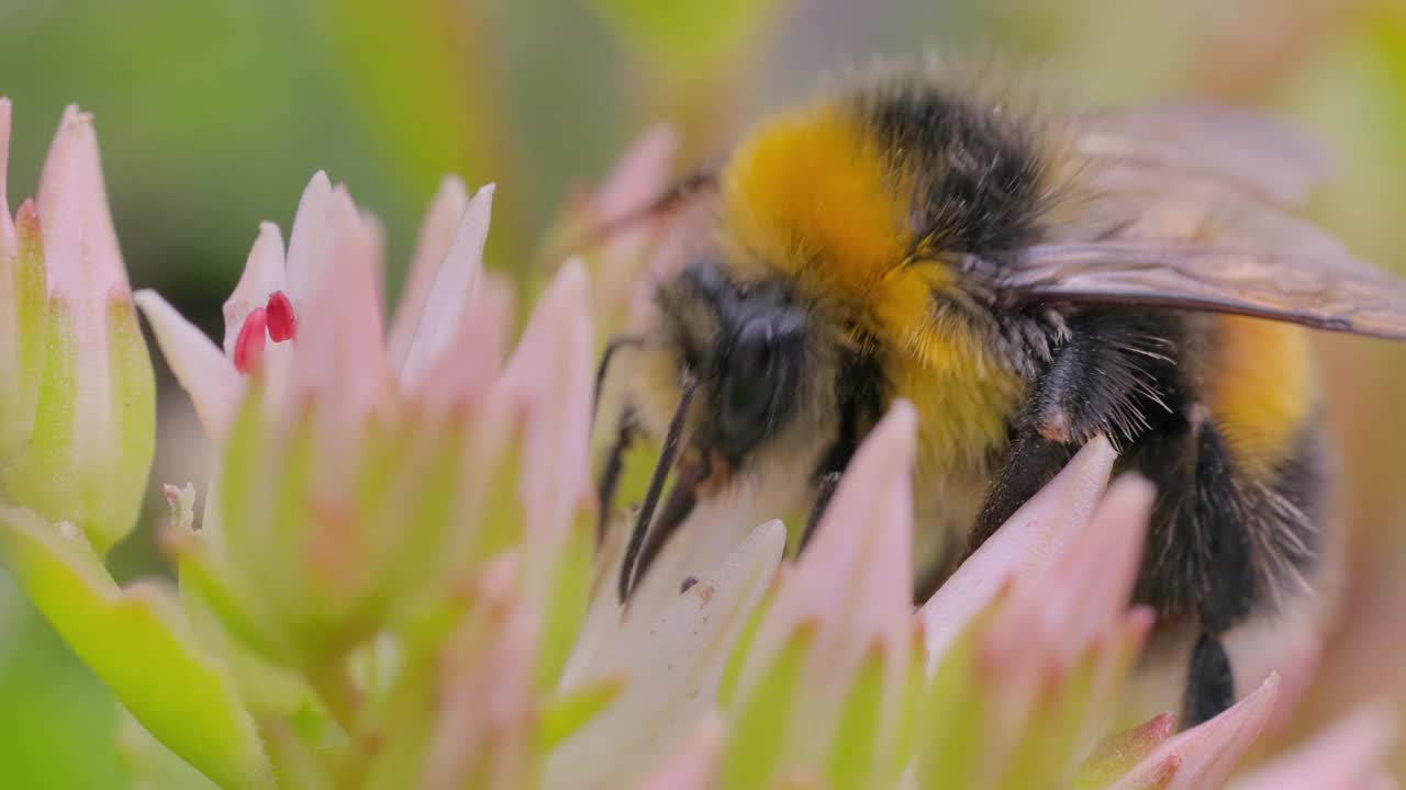 大黄蜂在晴天采集花蜜。大黄蜂在微距镜头中的慢动作。视频下载