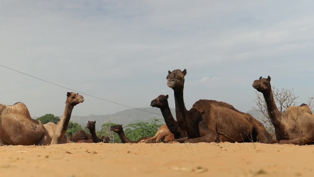 普什卡尔集市上的骆驼，也被称为普什卡尔骆驼集市或当地称为Kartik Mela，是在印度拉贾斯坦邦普什卡尔镇举行的为期数天的年度牲畜集市和文化活动。视频下载