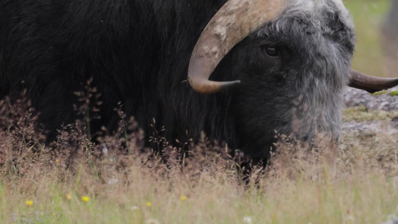 麝牛(Ovibos moschatus，拉丁语麝香羊牛)，也拼写为麝牛和麝牛，复数麝牛或麝牛是牛科的一种有蹄哺乳动物。视频下载