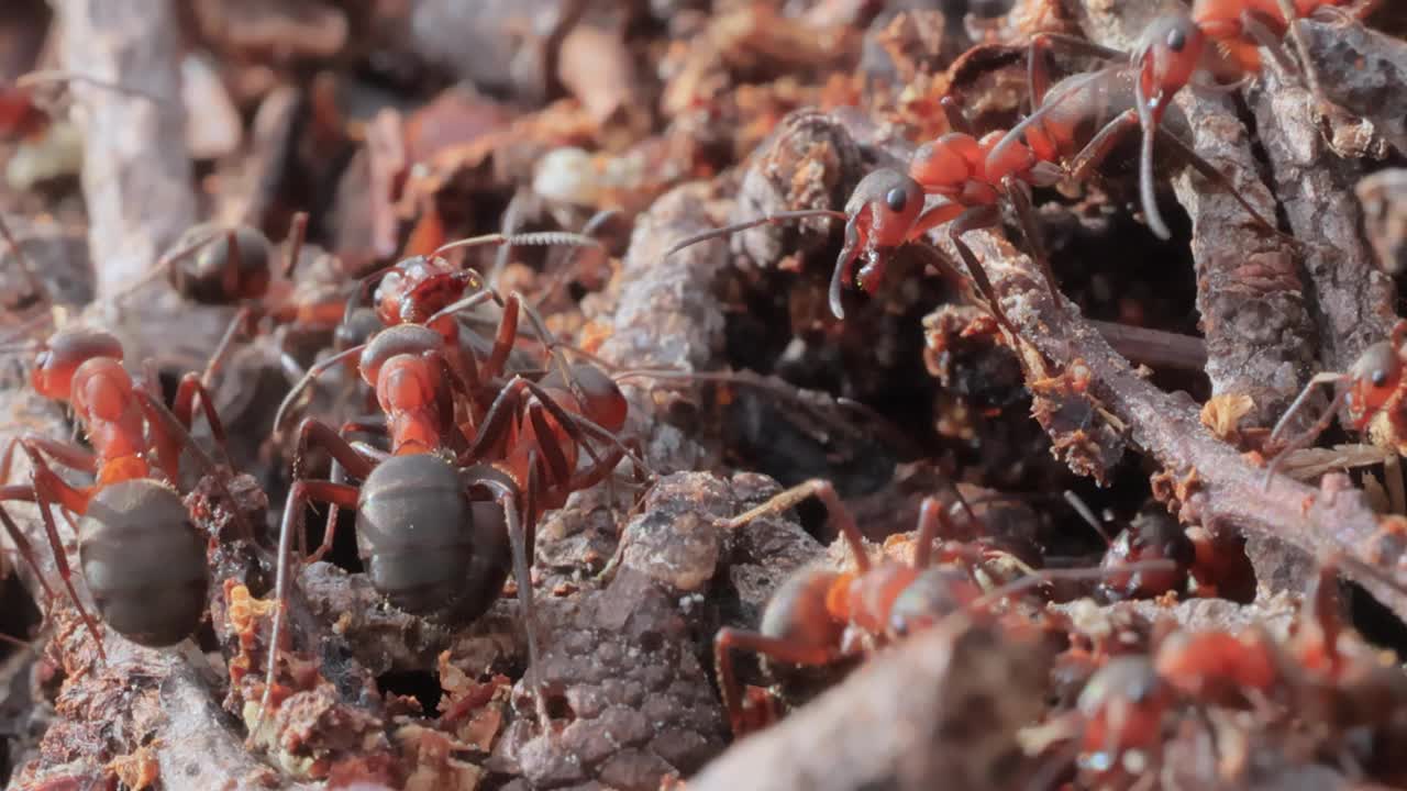 野外蚂蚁特写。视频下载