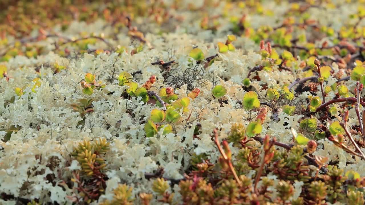 北极苔原地衣苔藓特写。主要发现在北极苔原，高山苔原地区，它是非常耐寒的。毛地衣，又称驯鹿杯地衣。视频下载