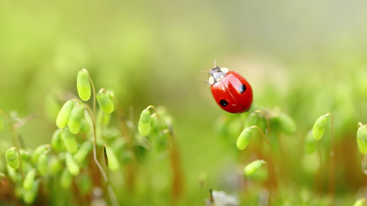 一只瓢虫在森林的绿草地上的特写野生动物视频下载