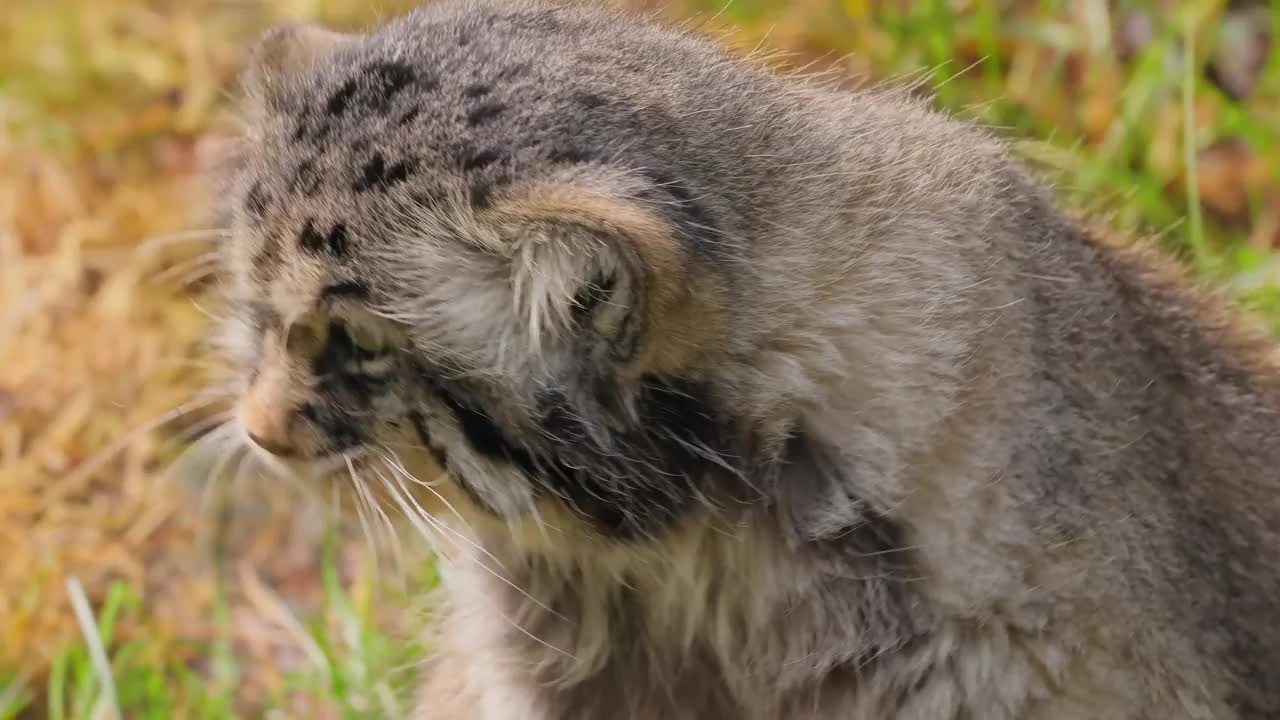 帕拉斯猫(Otocolobus manul)，也被称为马努，是一种小型野猫，长着长而浓密的浅灰色皮毛，圆形的耳朵低垂在头部两侧。视频下载