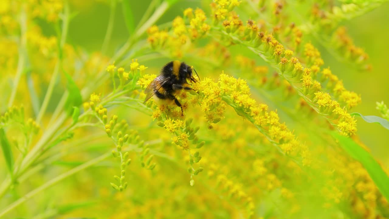 毛茸茸的大黄蜂正在为这种植物的黄色花朵授粉并采集花蜜视频下载