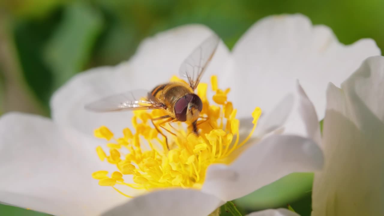 食蚜蝇，花蝇或食蚜蝇，食蚜科昆虫。它们把自己伪装成危险的昆虫黄蜂和蜜蜂。许多种类的成虫主要以花蜜和花粉为食。视频下载