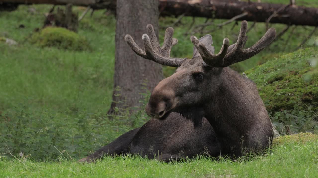 绿色森林里的麋鹿或驼鹿。美丽的动物在大自然的栖息地。视频下载