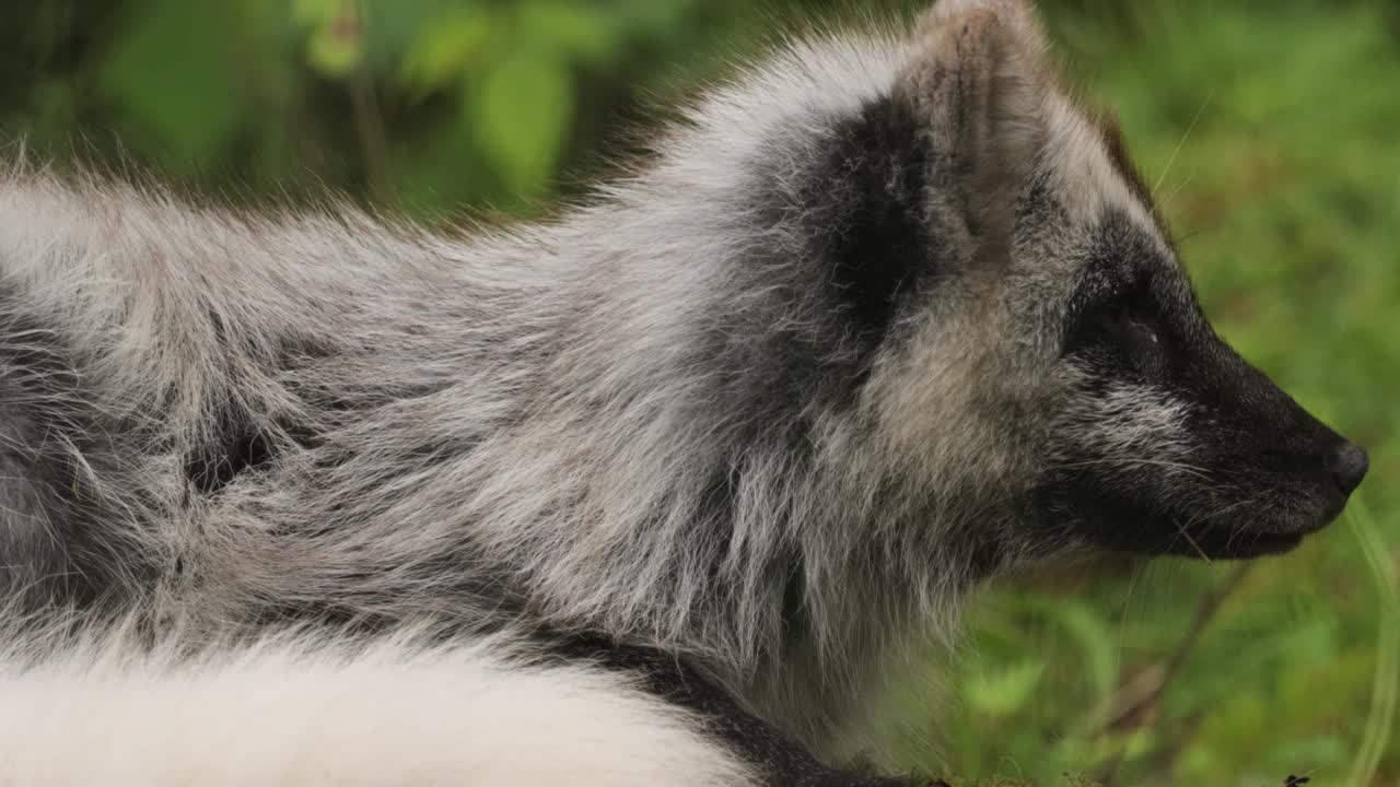北极狐(Vulpes lagopus)也被称为白狐、北极狐或雪狐。生活在北半球的北极地区和整个北极苔原上。视频下载