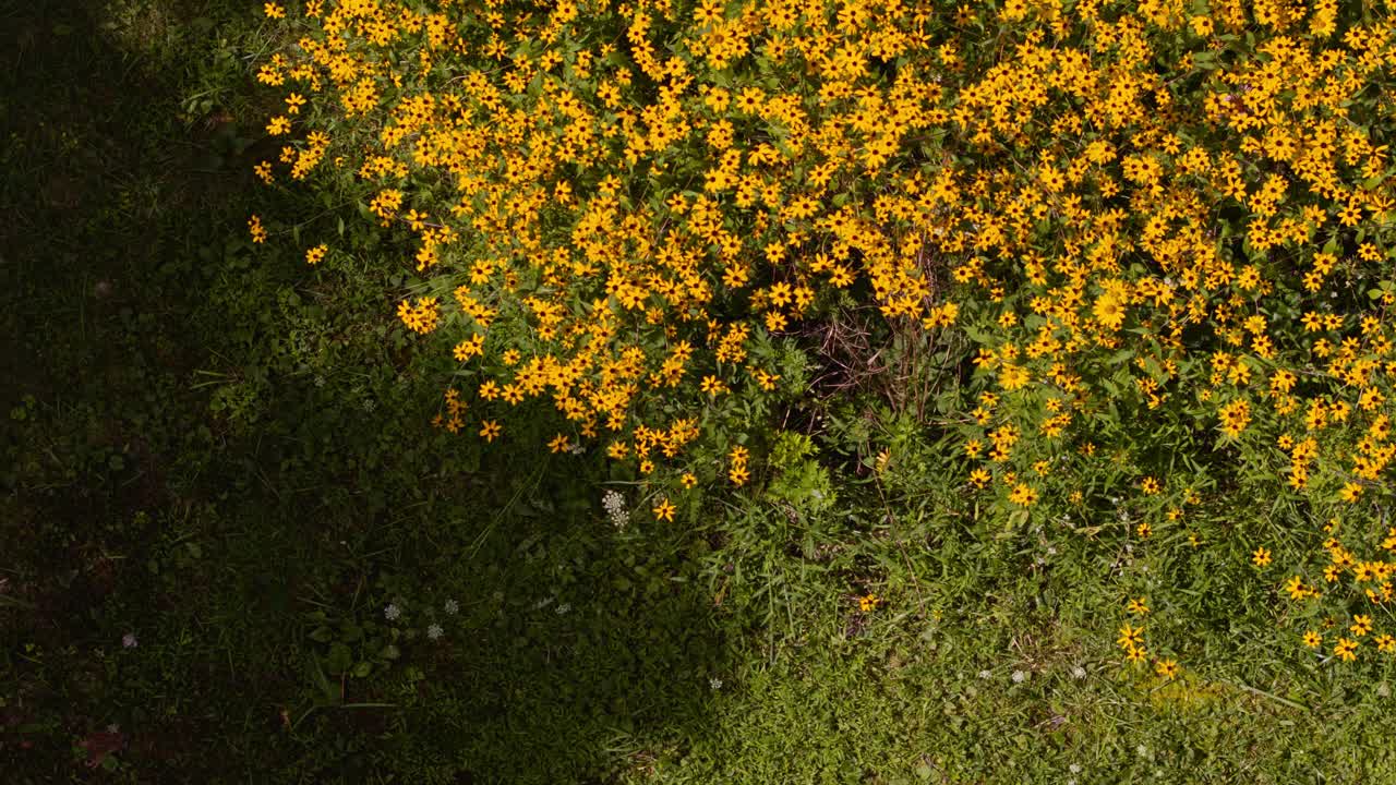 黄色的花朵在花坛上绽放。静态摄像机，无风。视频下载