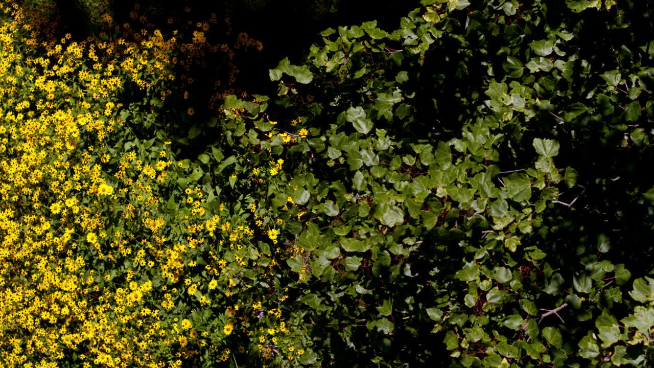 从上面看，风正在修剪花坛和枫树树枝上盛开的黄花。静态照相机。视频下载